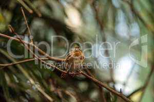 Pin-tailed Whydah bird Vidua macroura
