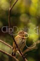 Pin-tailed Whydah bird Vidua macroura