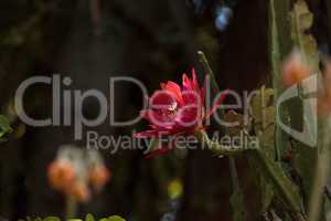 Red Trichocereus spachianus cactus flower