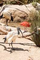 African sacred ibis called Threskiornis aethiopicus