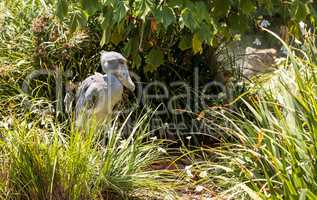 African Shoebill stork Balaeniceps rex