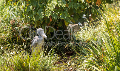 African Shoebill stork Balaeniceps rex