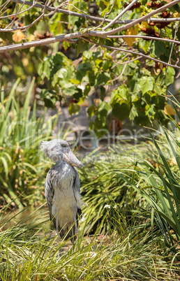 African Shoebill stork Balaeniceps rex