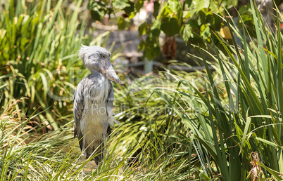 African Shoebill stork Balaeniceps rex