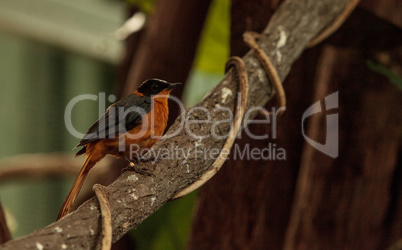 Snowy-crowned robin-chat bird Cossypha niveicapilla