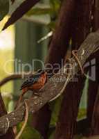 Snowy-crowned robin-chat bird Cossypha niveicapilla