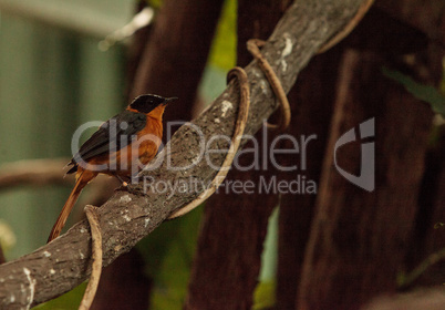 Snowy-crowned robin-chat bird Cossypha niveicapilla