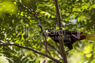 Surinam crested oropendola called Psarocolius decumanus