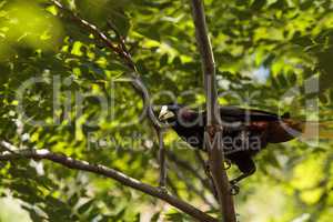 Surinam crested oropendola called Psarocolius decumanus