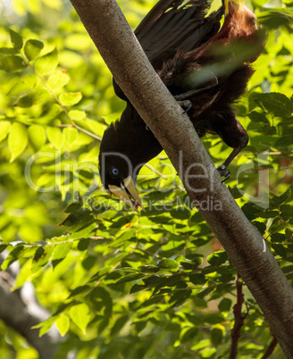 Surinam crested oropendola called Psarocolius decumanus