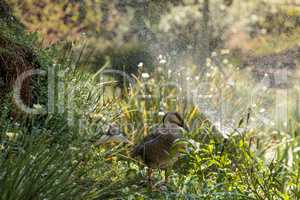 Swan goose called Anser cygnoides under a sprinkler