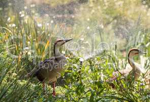 Swan goose called Anser cygnoides under a sprinkler