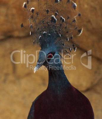 Victoria crowned pigeon called Goura victoria