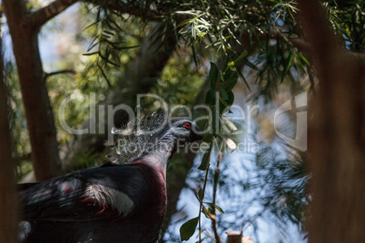 Victoria crowned pigeon called Goura victoria