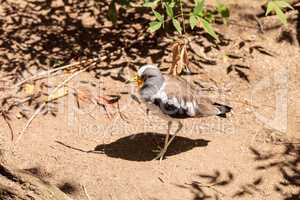 White-headed lapwing called Vanellus albiceps