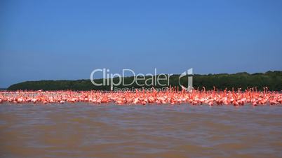 Flamingos - Wild Life - Real Beauty