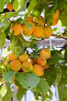 Cluster of ripe apricots on a branch
