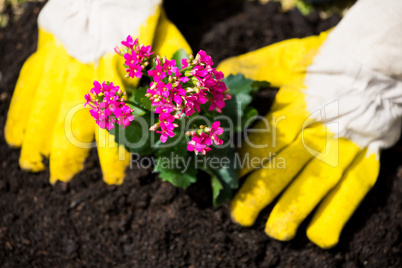 Cropped hands of person planting flowers