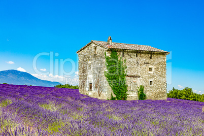 Landscape in Provence