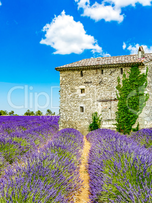 Landscape in Provence