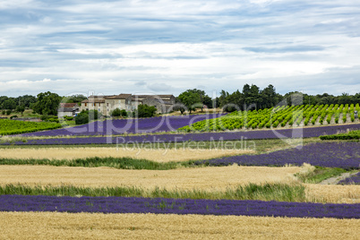 Fields with lavender in the provence