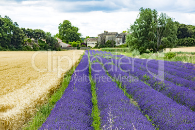 Fields with lavender in the provence