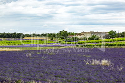 Fields with lavender in the provence