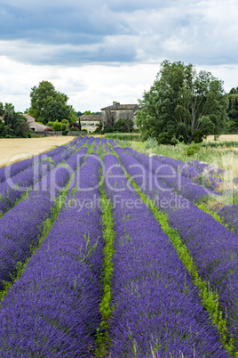 Fields with lavender in the provence