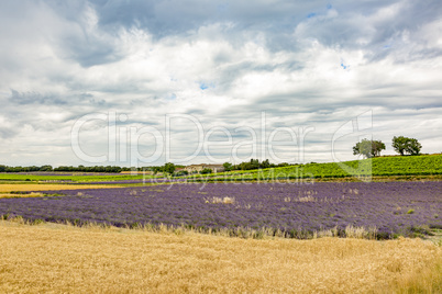 Fields with lavender in the provence