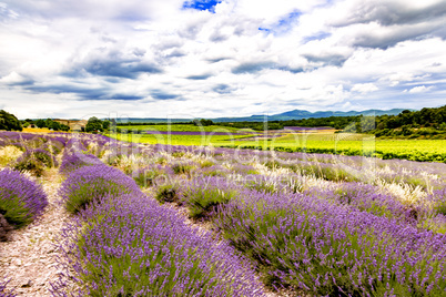 Fields with lavender in the provence