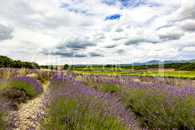 Fields with lavender in the provence