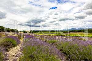 Fields with lavender in the provence