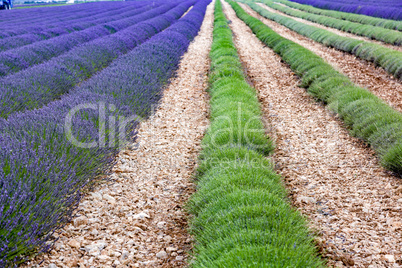 Lavender harvest in Provence