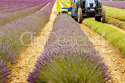 Lavender harvest in Provence