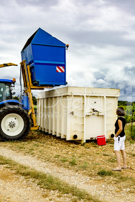 Lavender harvest in Provence