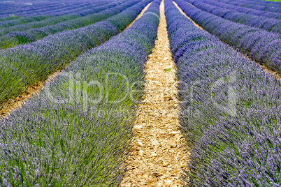 Lavender blossom in Provence