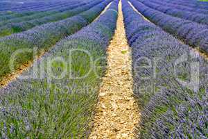 Lavender blossom in Provence