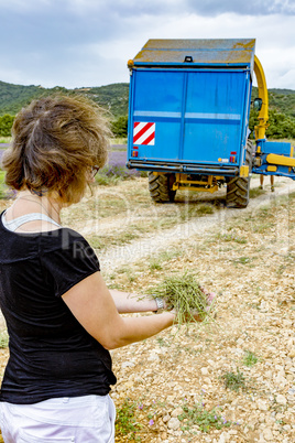 Lavender harvest in Provence