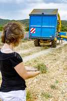 Lavender harvest in Provence