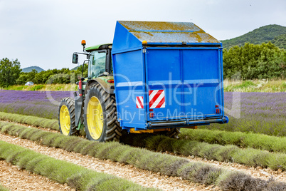 Lavender harvest in Provence