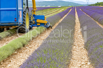 Lavender harvest in Provence