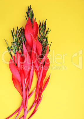 pink flower of Billbergia on a yellow background