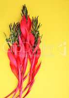 pink flower of Billbergia on a yellow background