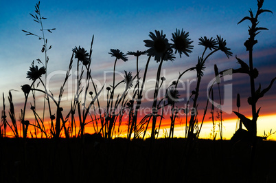 Silhouette of wildflowers at sunset