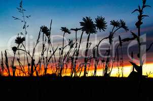 Silhouette of wildflowers at sunset