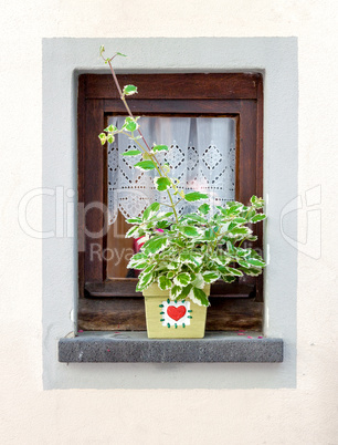Window decorated with flower pot at summer
