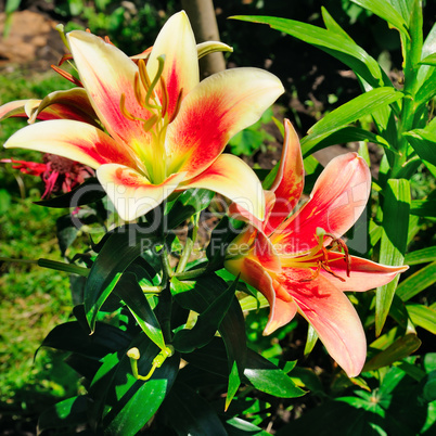 lily flowers in the summer garden