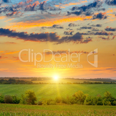 corn field and sunrise on blue sky