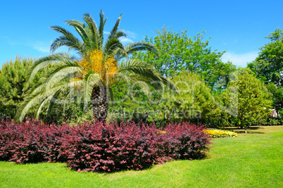 palm trees and flower gardens