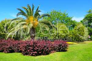palm trees and flower gardens